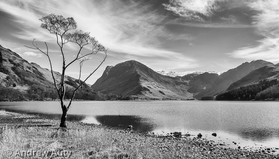 Buttermere Tree